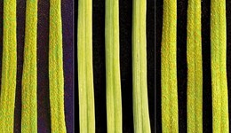 Large falls in winter wheat yellow rust disease resistance confirmed, as new ratings issued early